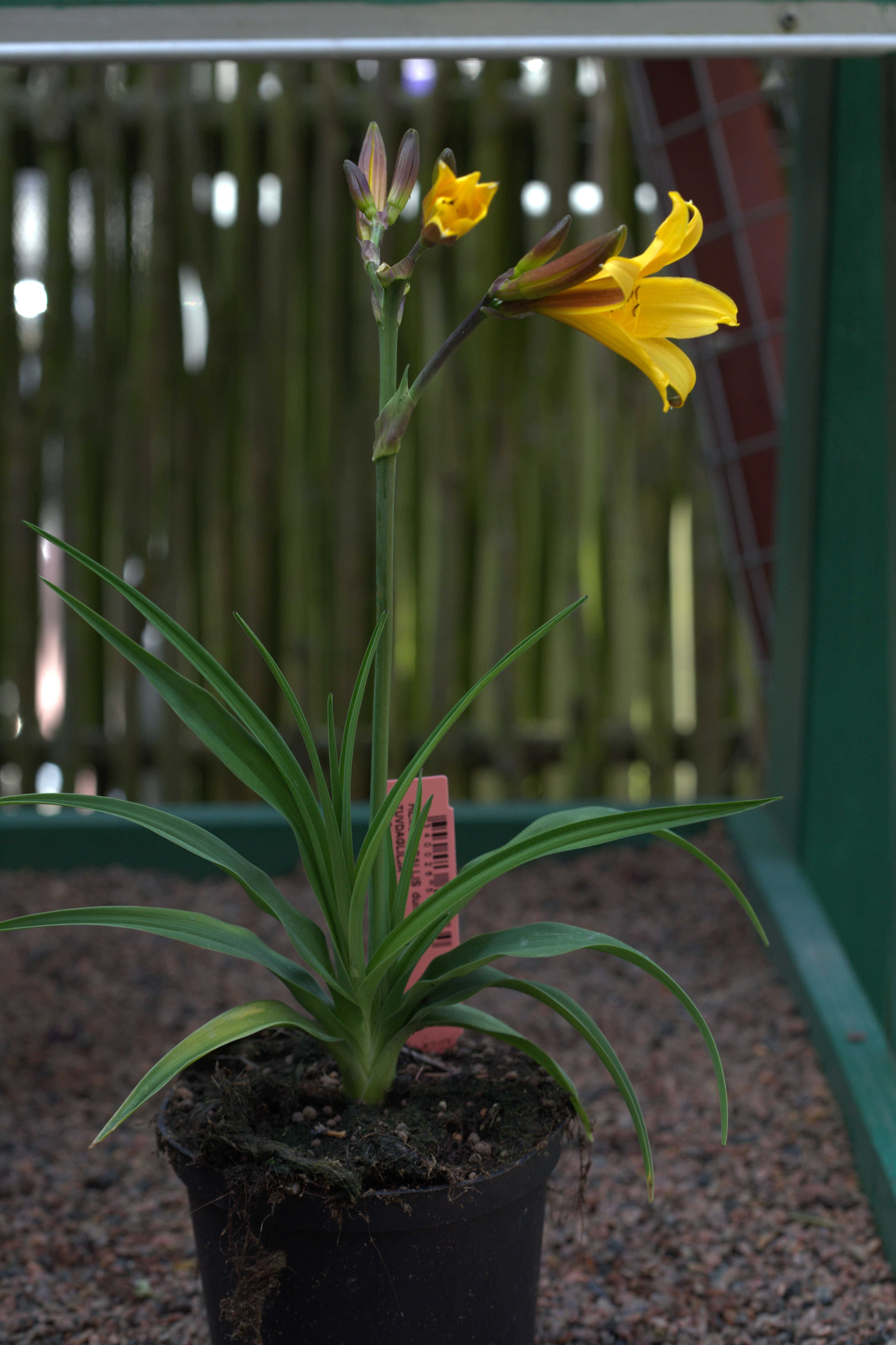 Image of Dumortier's daylily