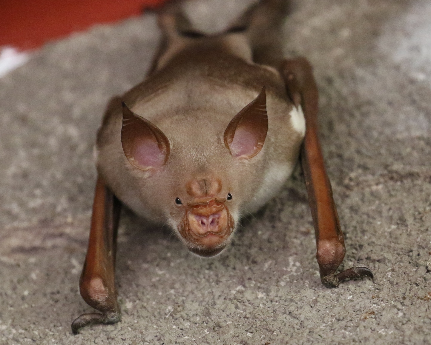 Imagem de <i>Hipposideros vittatus</i>