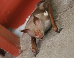 Imagem de <i>Hipposideros vittatus</i>