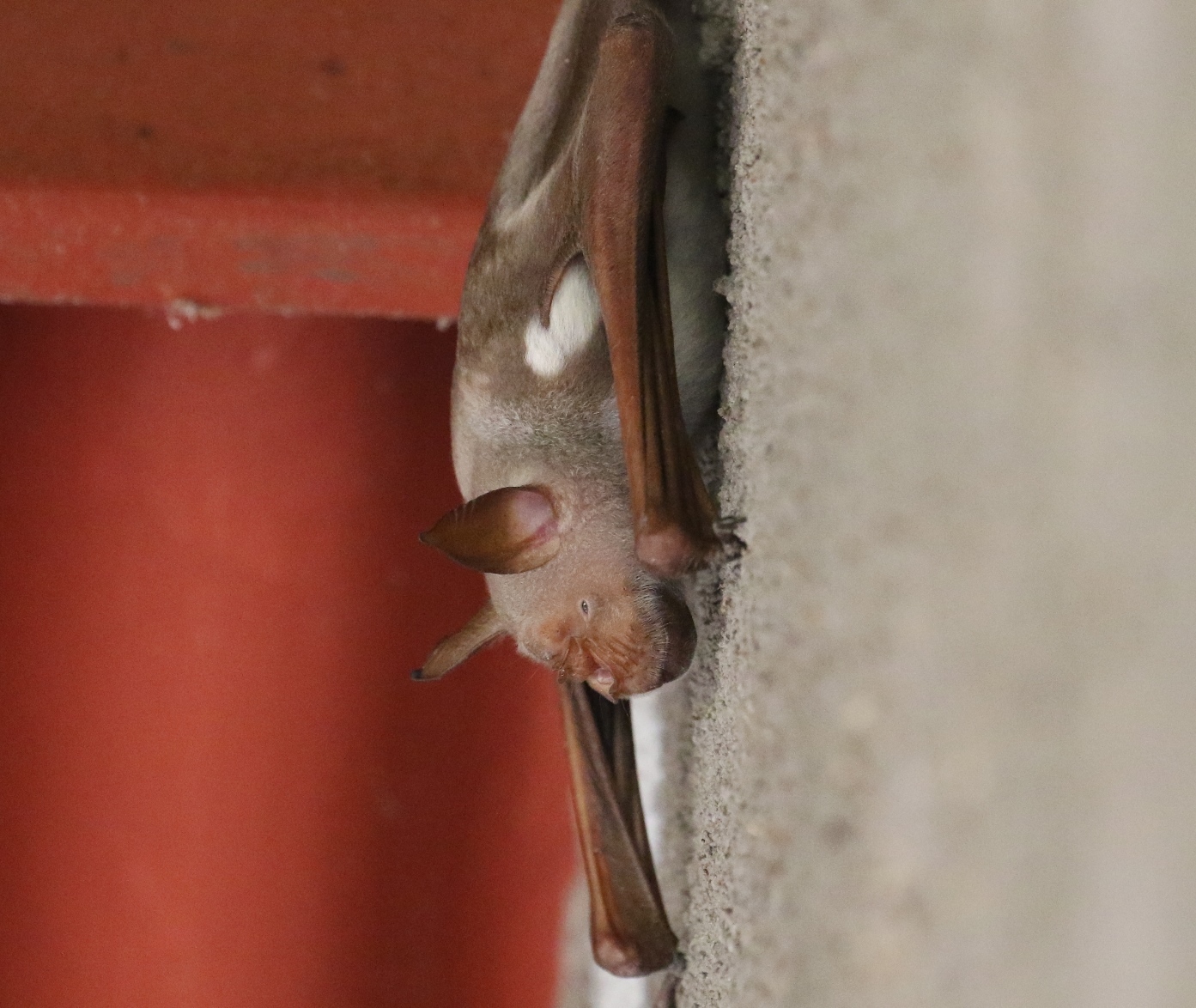 Imagem de <i>Hipposideros vittatus</i>