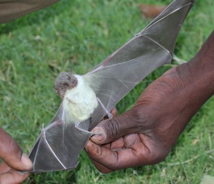 Image of African Yellow Bat