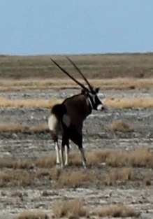 Image of Gemsbok