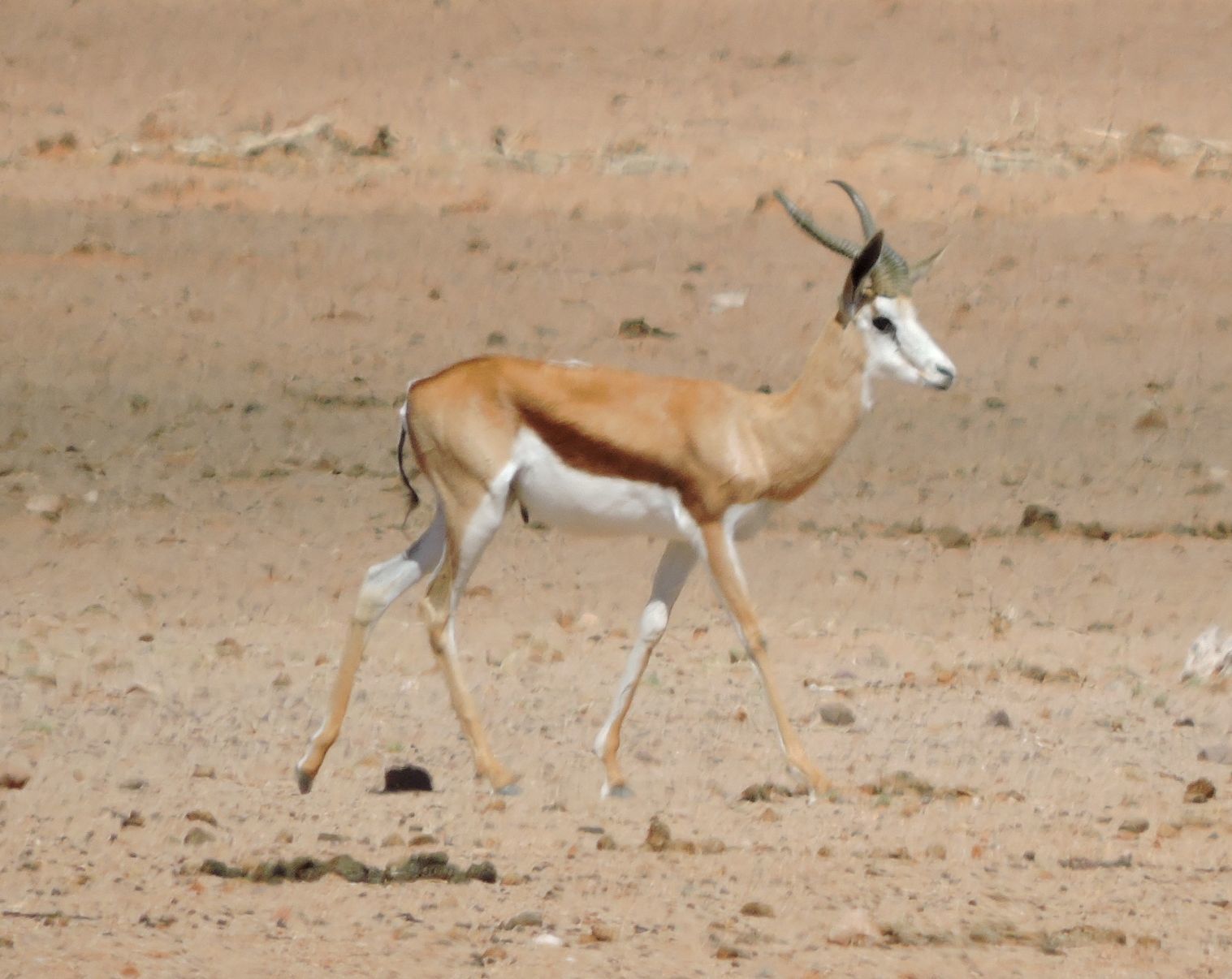 Image of Springbok