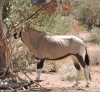 Image of Gemsbok