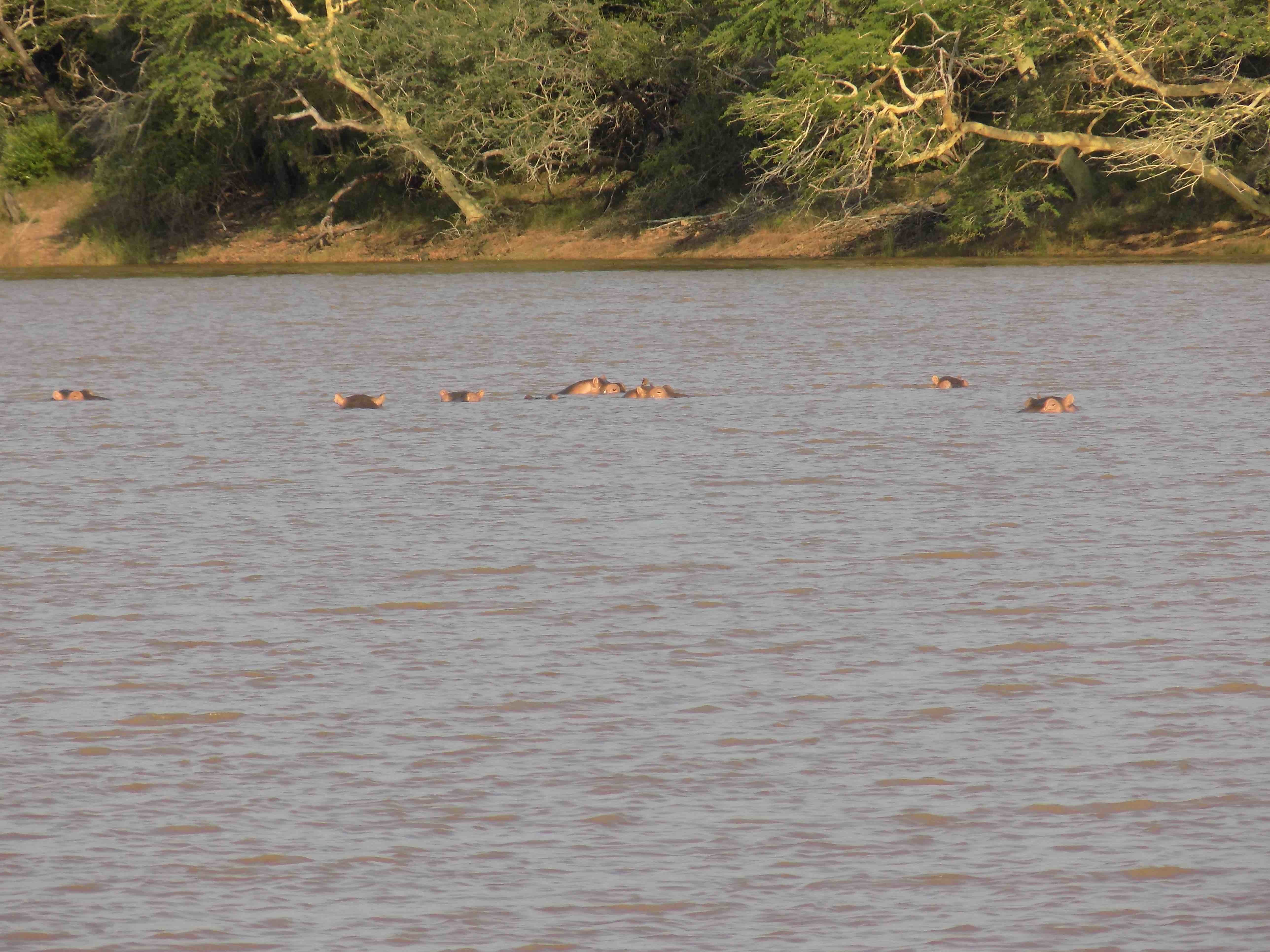 Image of Common Hippopotamus