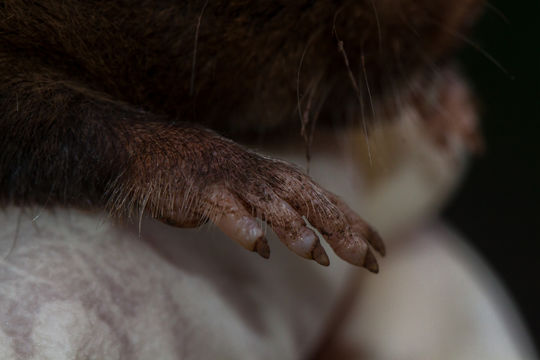 Image of Mole-rats