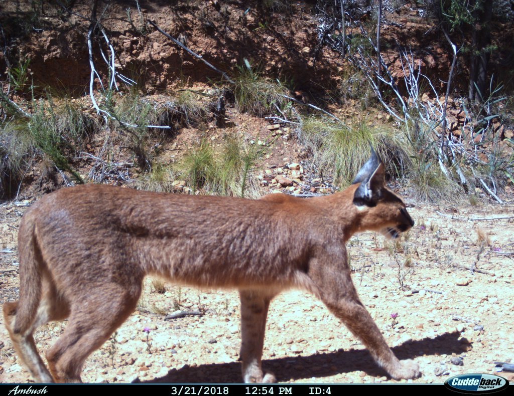 Image of Caracals