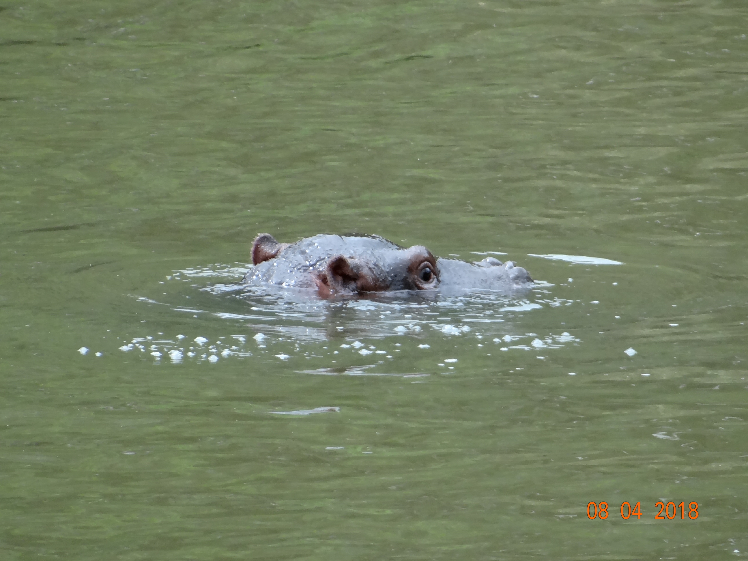 Image of Common Hippopotamus