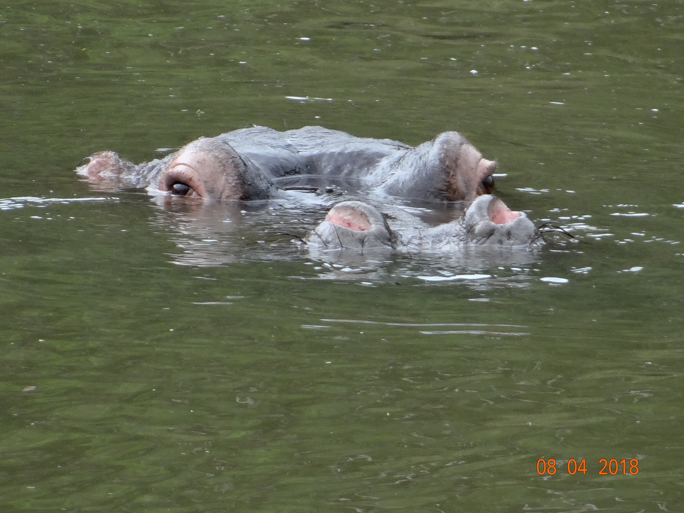 Image of Common Hippopotamus