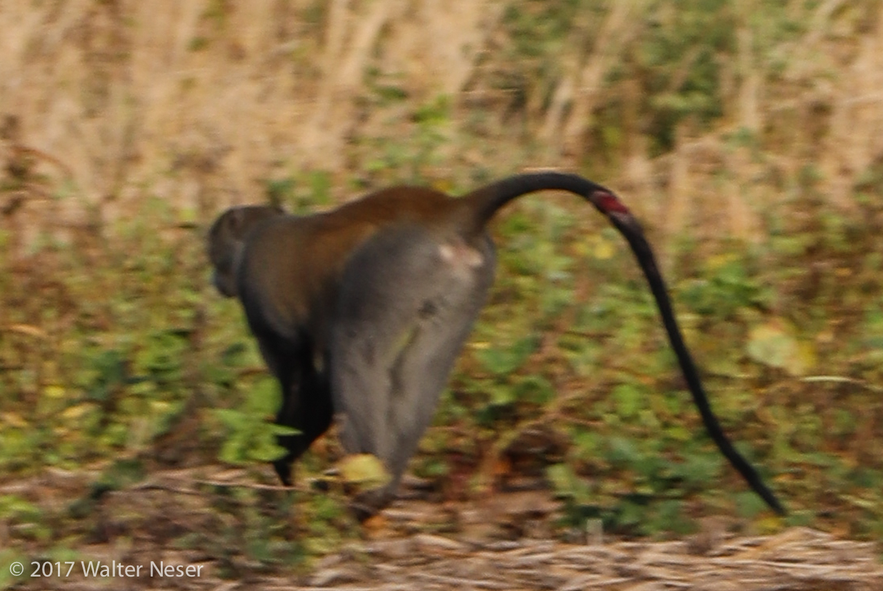 Image of Samango Monkey -- Sykes' Monkey