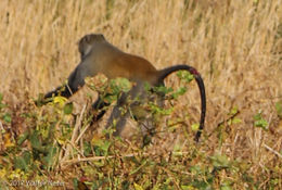 Image of Samango Monkey -- Sykes' Monkey