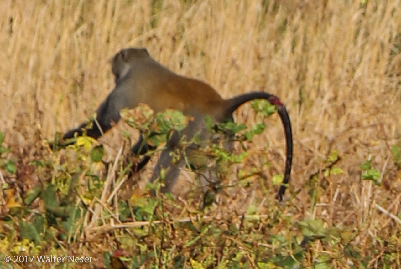 Image of Samango Monkey -- Sykes' Monkey