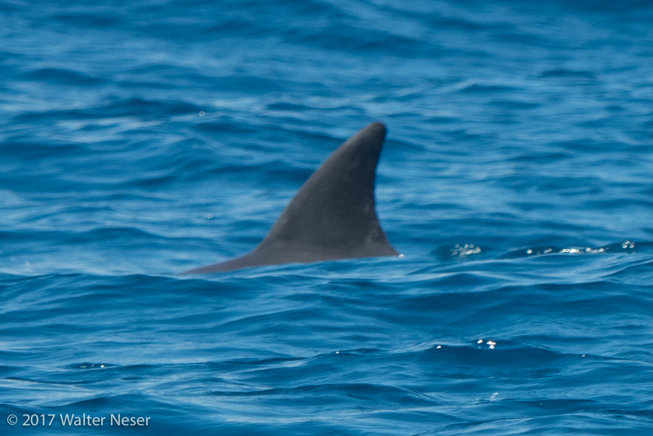 Image of Bottlenose Dolphin