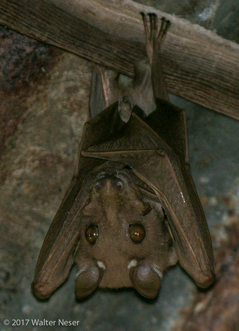 Image of Epauletted Fruit Bats