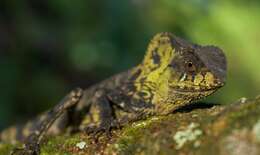 Image of Keeled Helmeted Basilisk