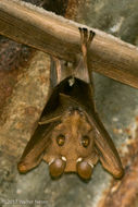 Image of Epauletted Fruit Bats