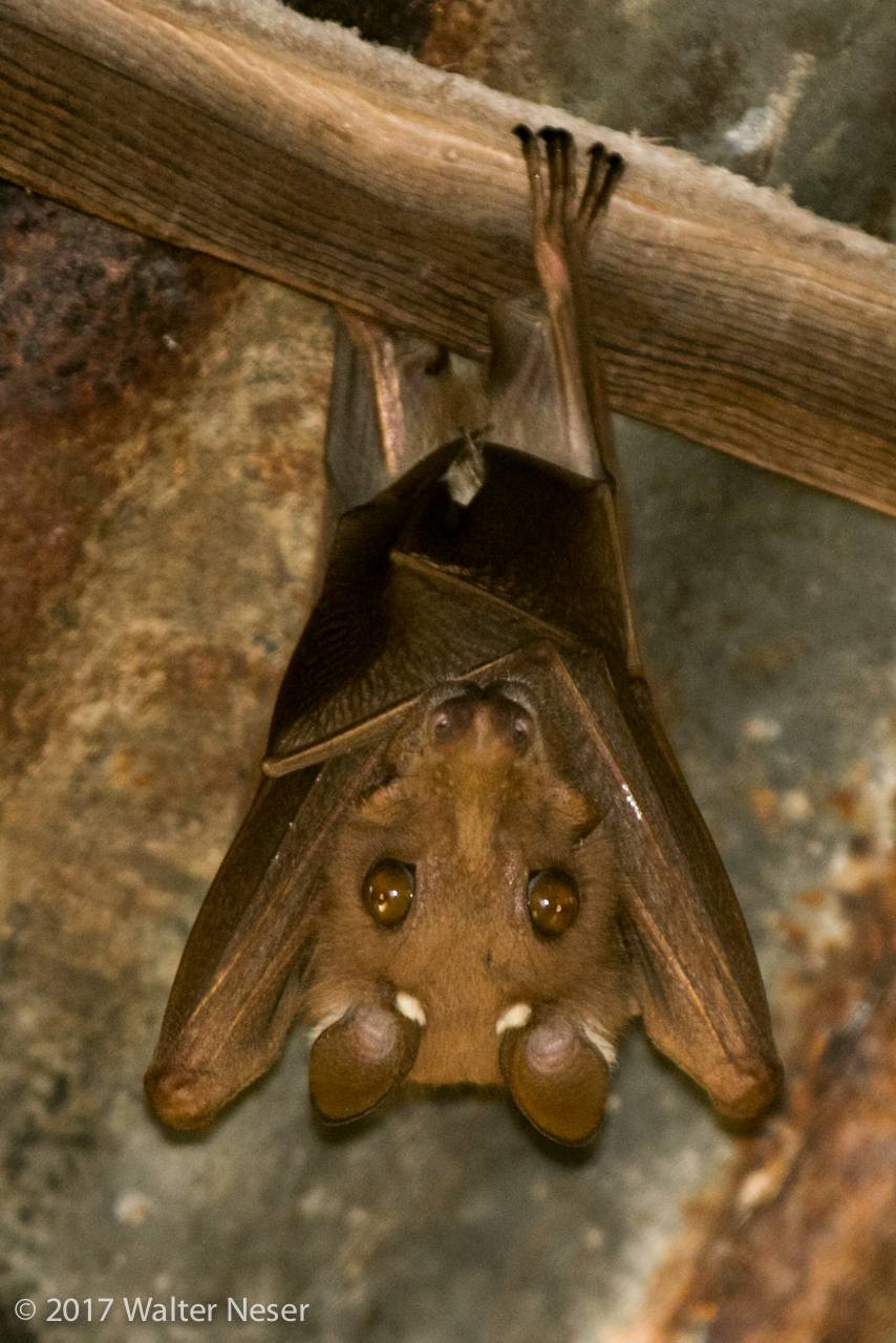 Image of Epauletted Fruit Bats