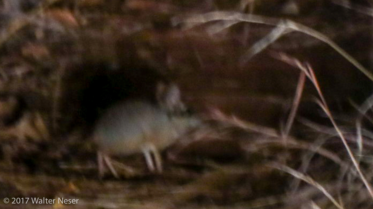 Image of Short-snouted Elephant Shrew