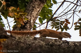 Imagem de Heliosciurus mutabilis (Peters 1852)