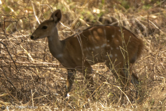 Image of Bushbuck