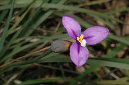 Image of Purple Flag