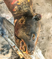 Image of Bush Hyrax