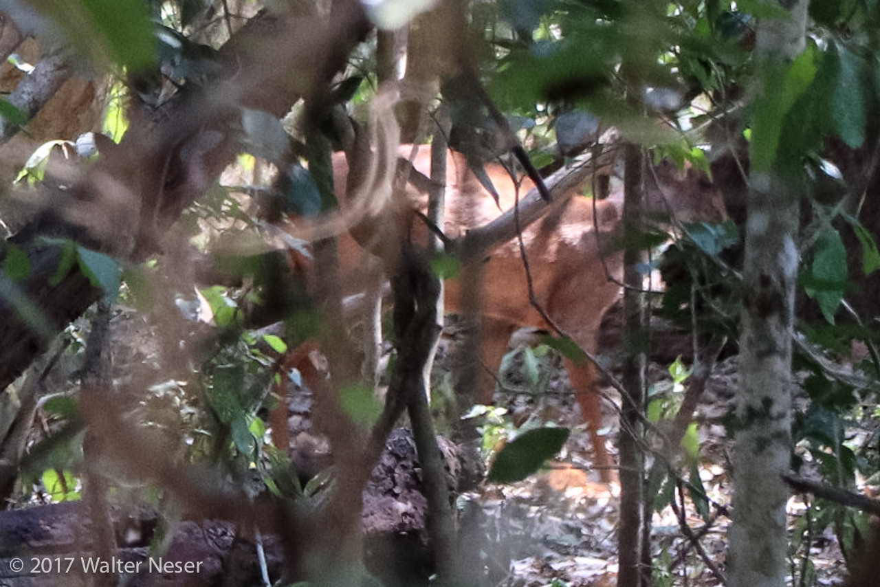 Image of Natal Duiker