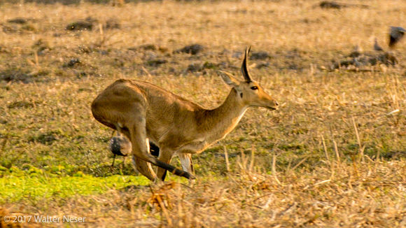 Image of Southern Reedbuck