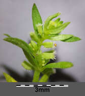 Image of yellow wall bedstraw