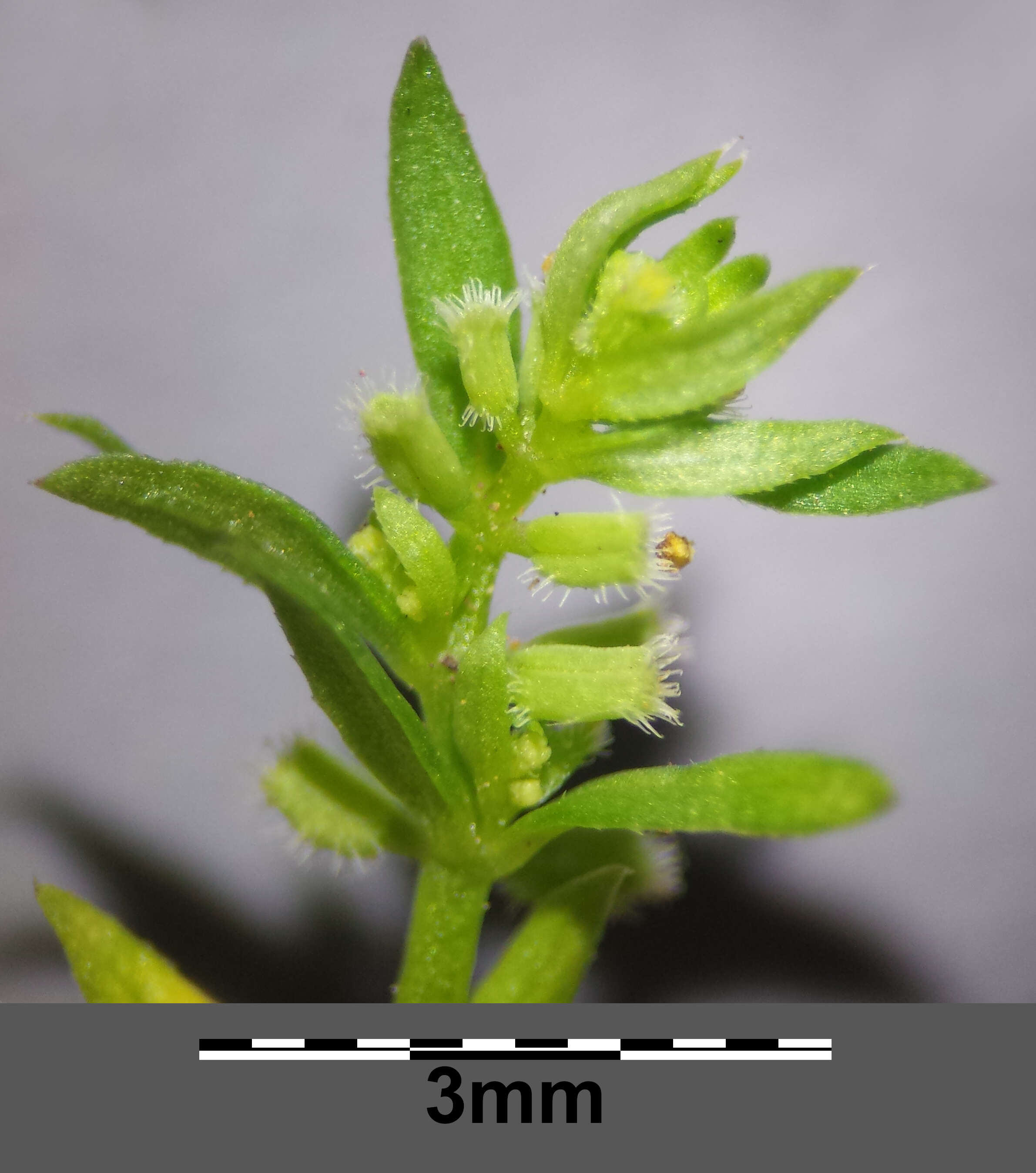 Image of yellow wall bedstraw