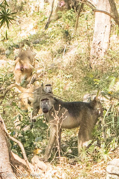 Image of Yellow Baboon