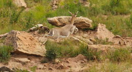 Image of Mountain Reedbuck