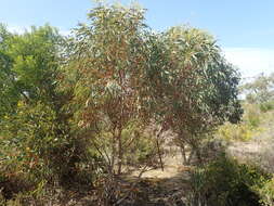 Image of Eucalyptus petrensis M. I. H. Brooker & S. D. Hopper