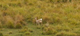 Image of Grey Rhebok