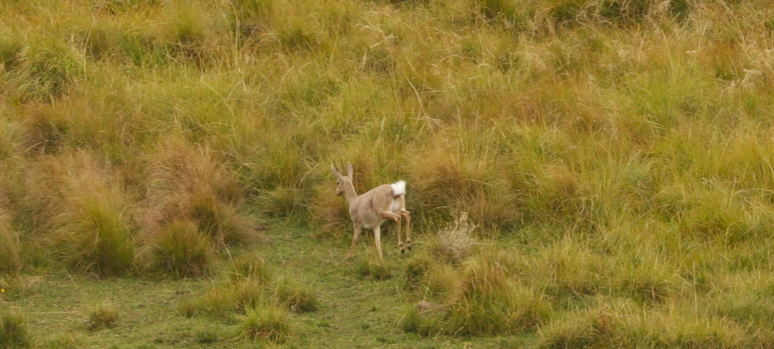 Image of Grey Rhebok