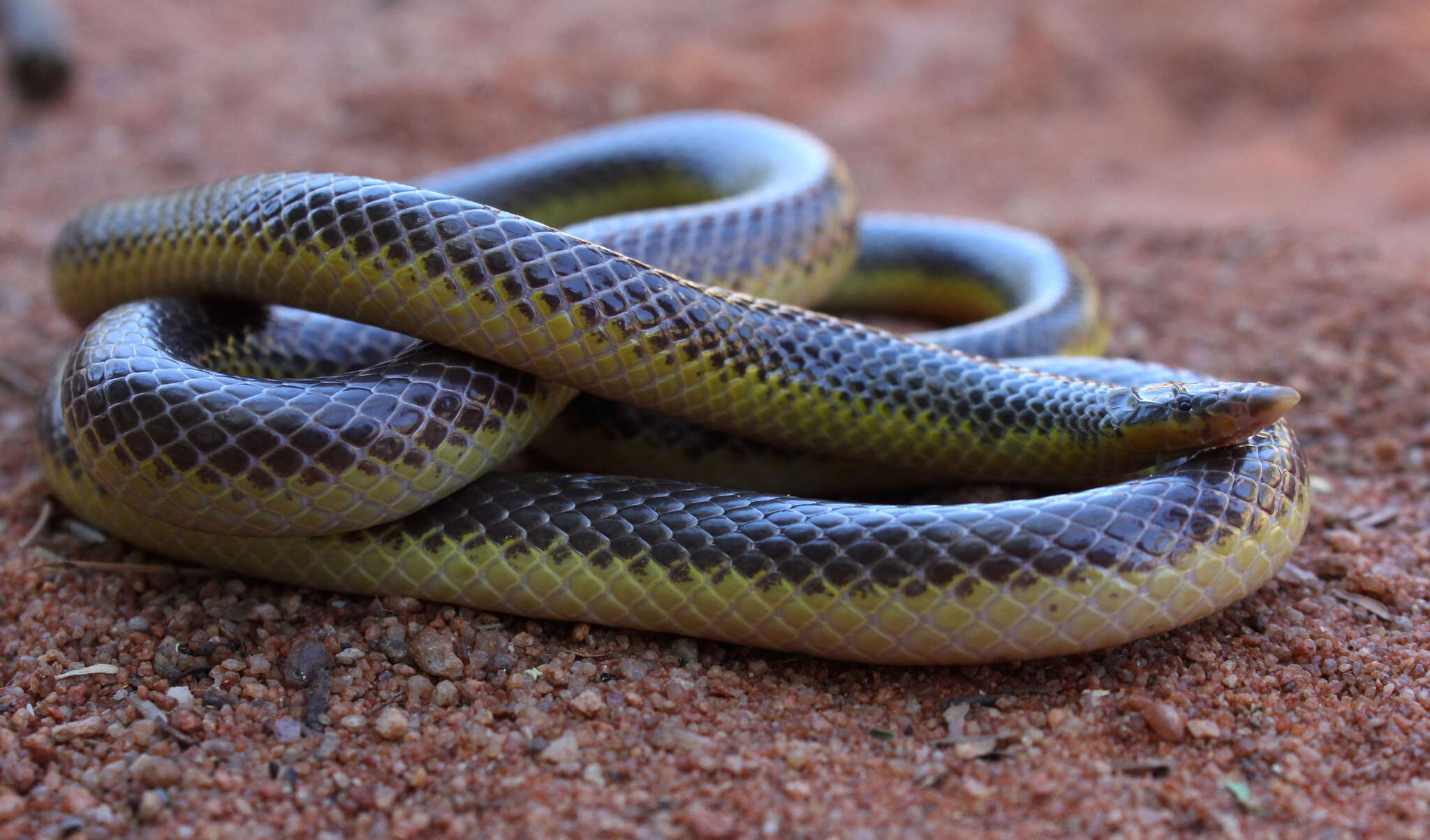 Image of Atractaspididae