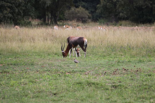 Image of Blesbok