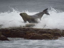 Image of elephant seal