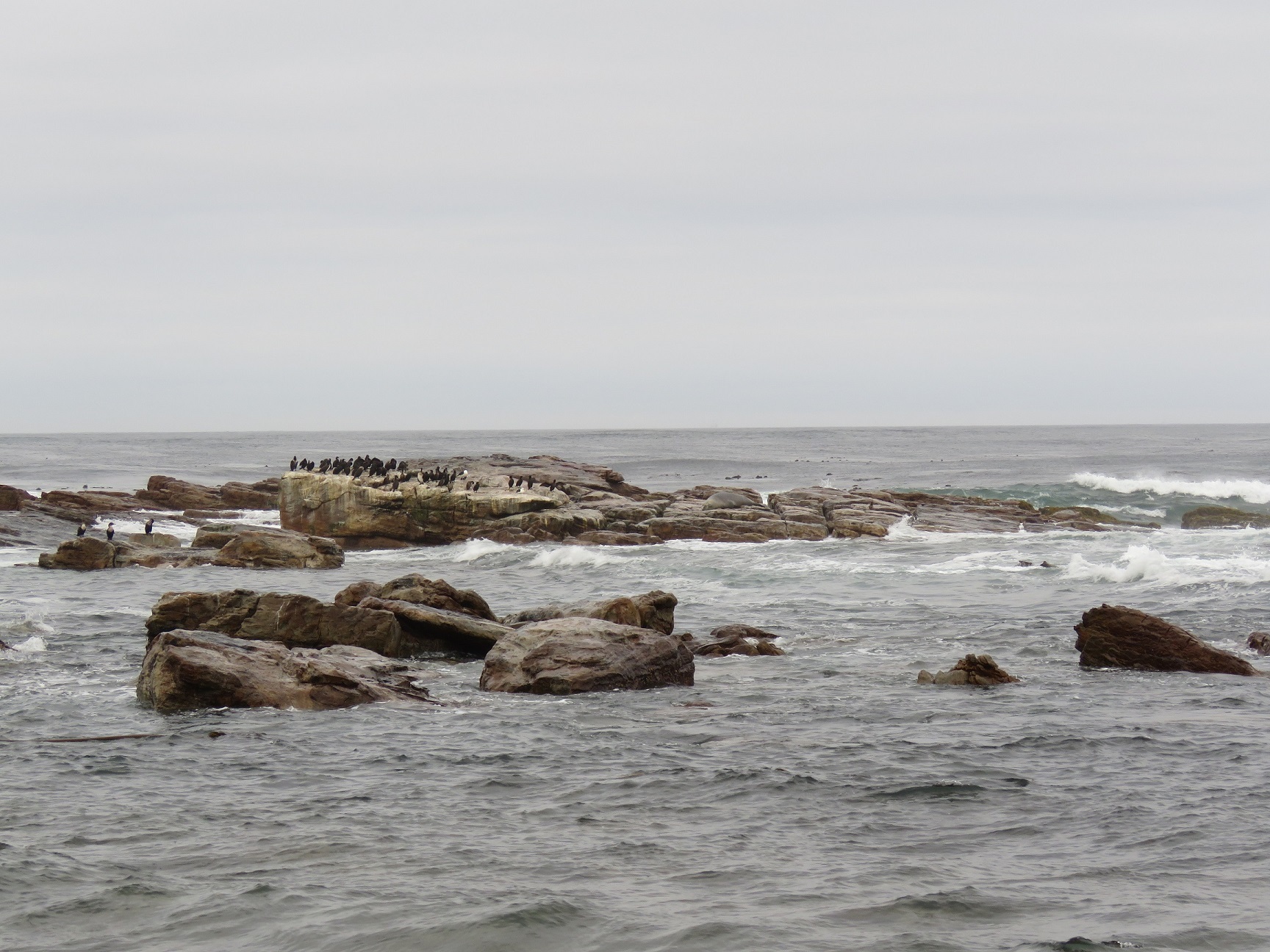 Image of elephant seal