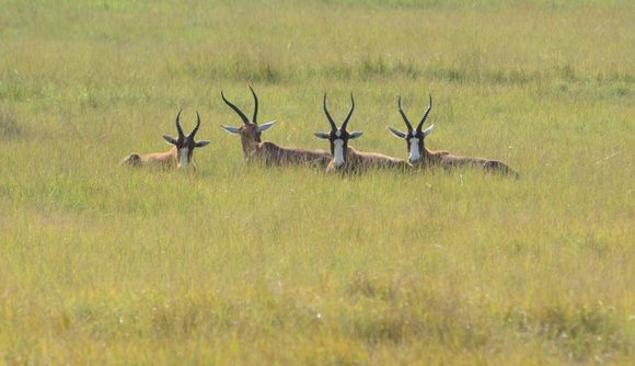 Image of Blesbok