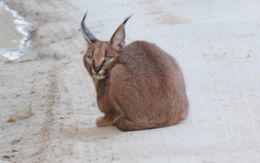 Image of Caracals