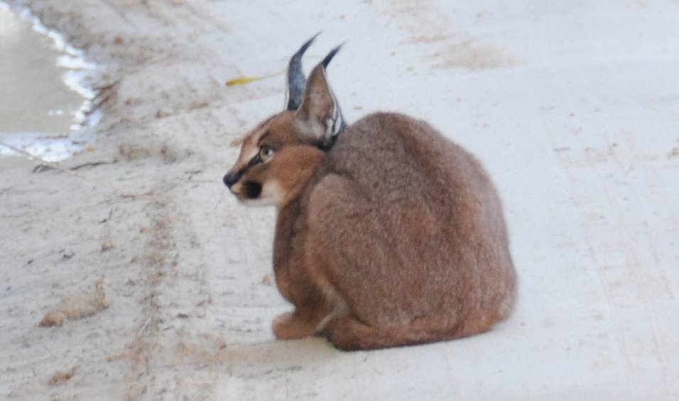 Image of Caracals