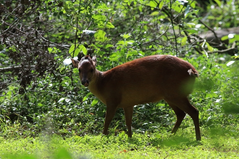 Image of Natal Duiker