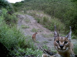 Image of Caracals