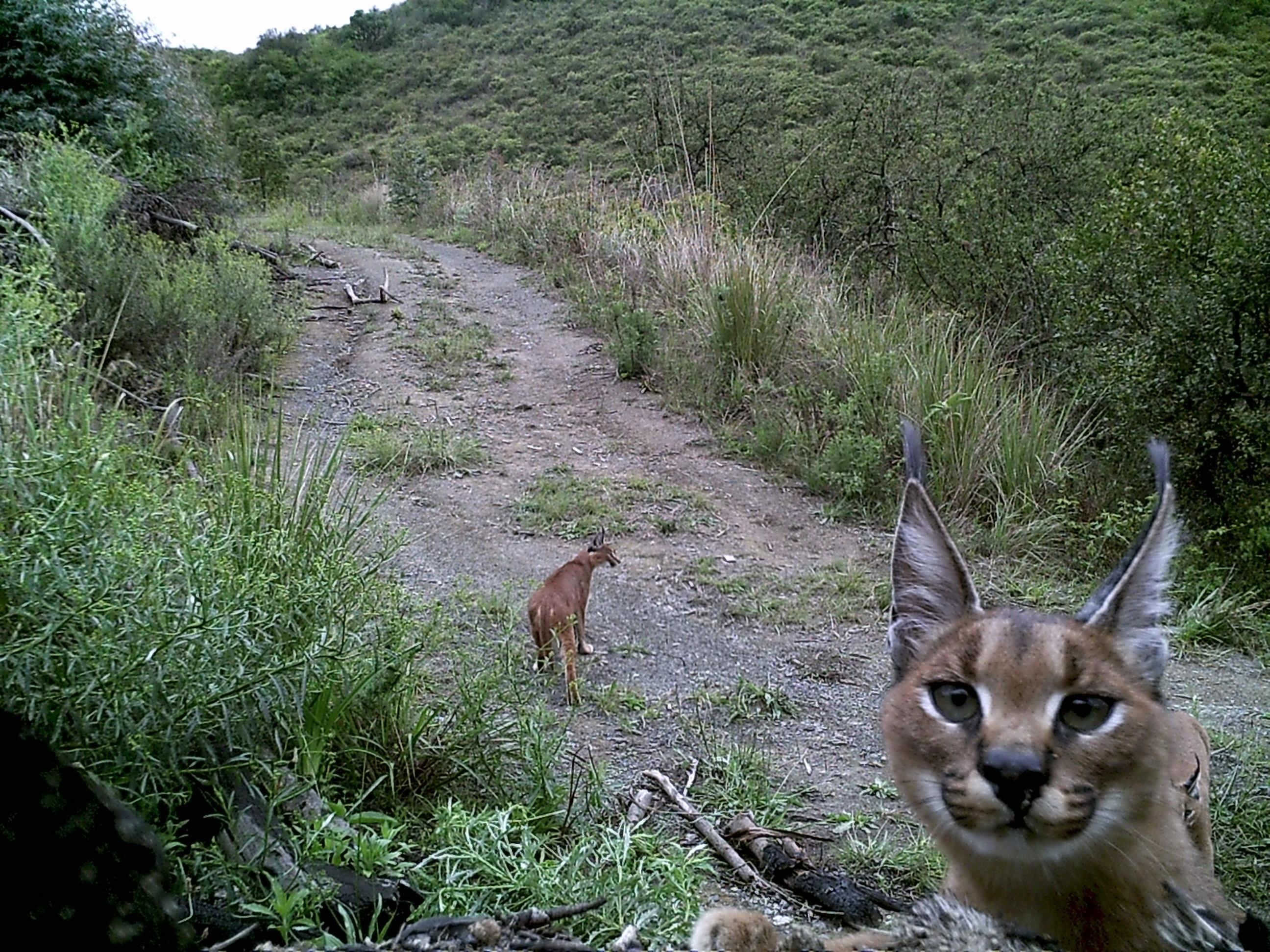 Image of Caracals