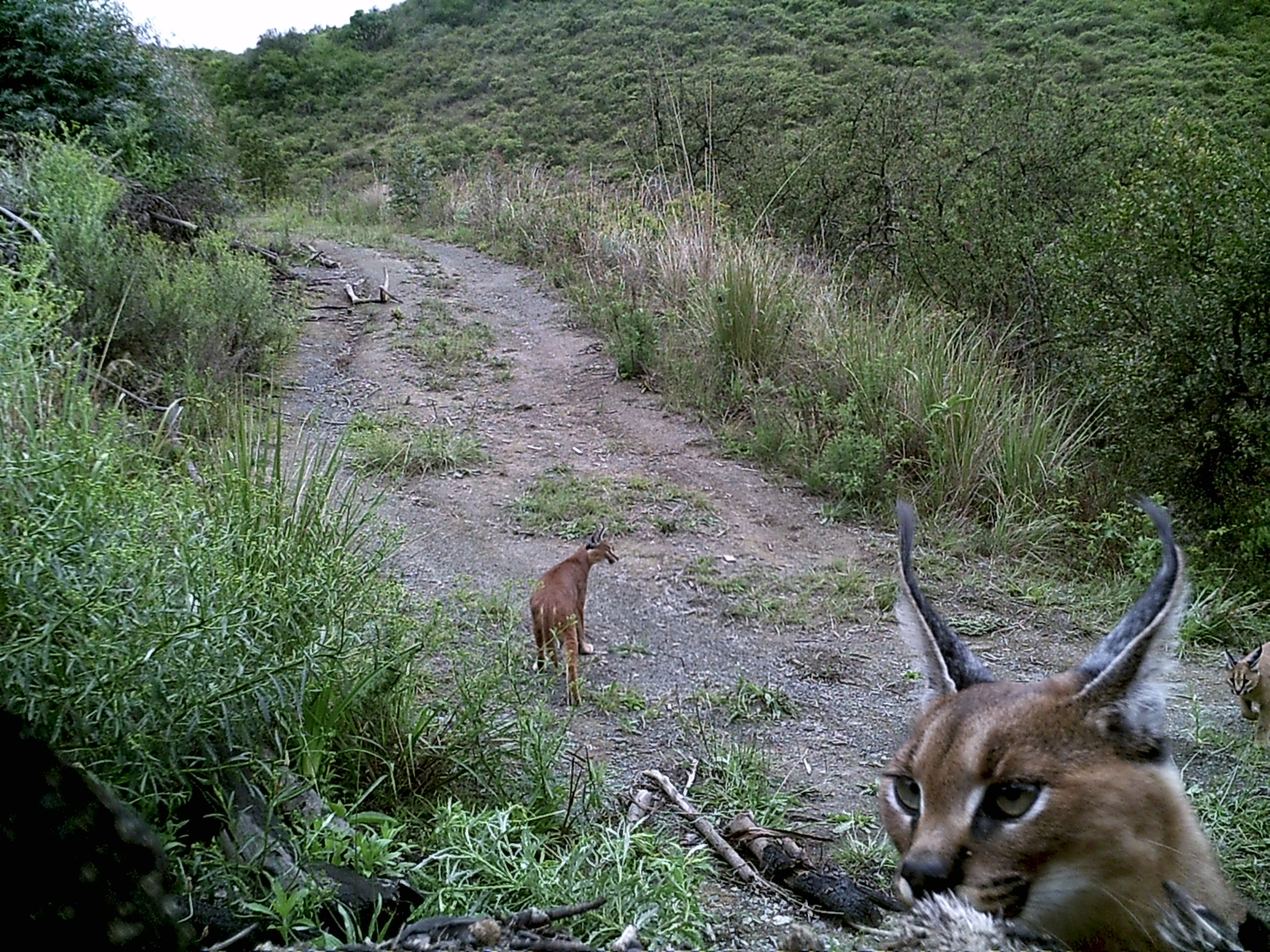 Image of Caracals