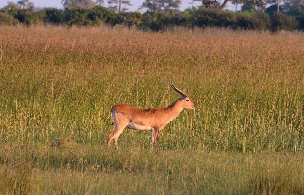 Image of Red Lechwe