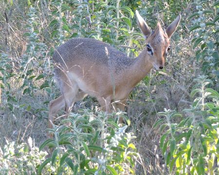 Image of Damara Dikdik