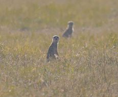 Image of Suricata Desmarest 1804