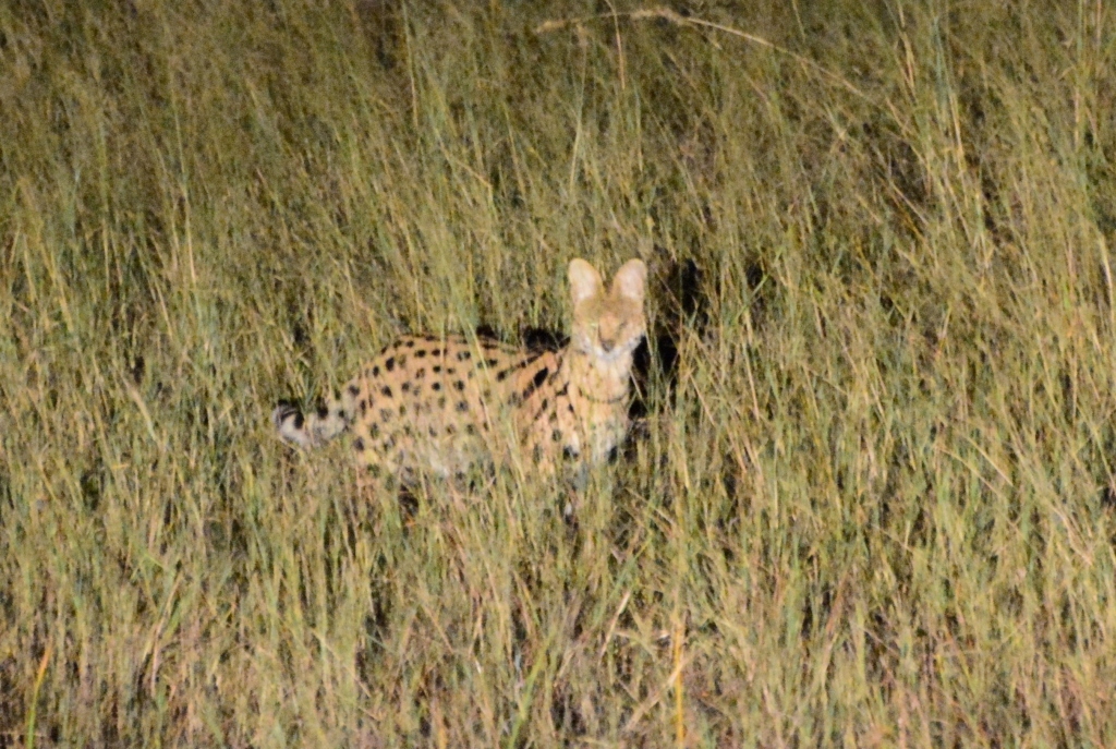 Image of Serval (cat)